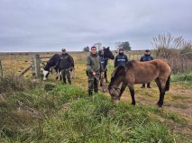 Se entregaron caballos al Centro de Rescate y Rehabilitación Equina