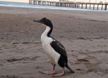 Cómo actuar ante la aparición de animales marinos en la playa